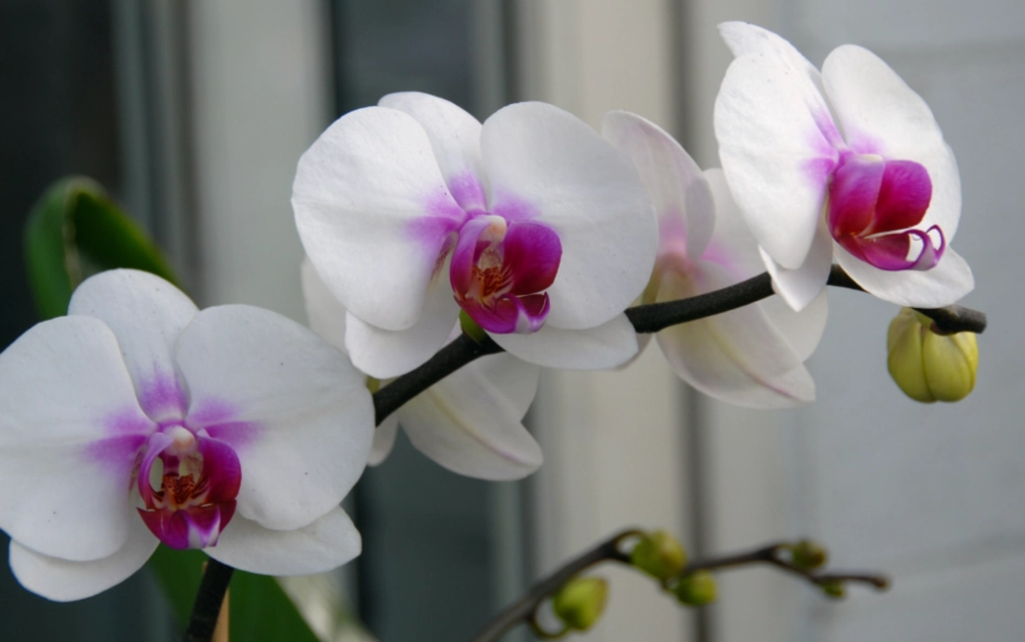 蝴蝶蘭開花後處理