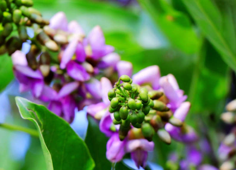 水黃皮健康益處