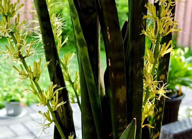 虎尾蘭開花意義