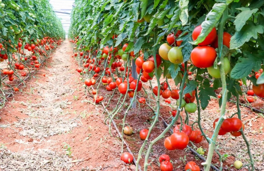 蕃茄栽培秘訣