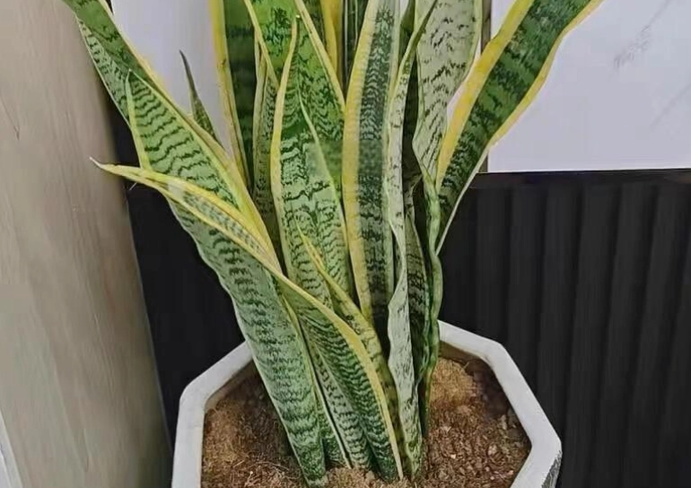 虎尾蘭養護技巧