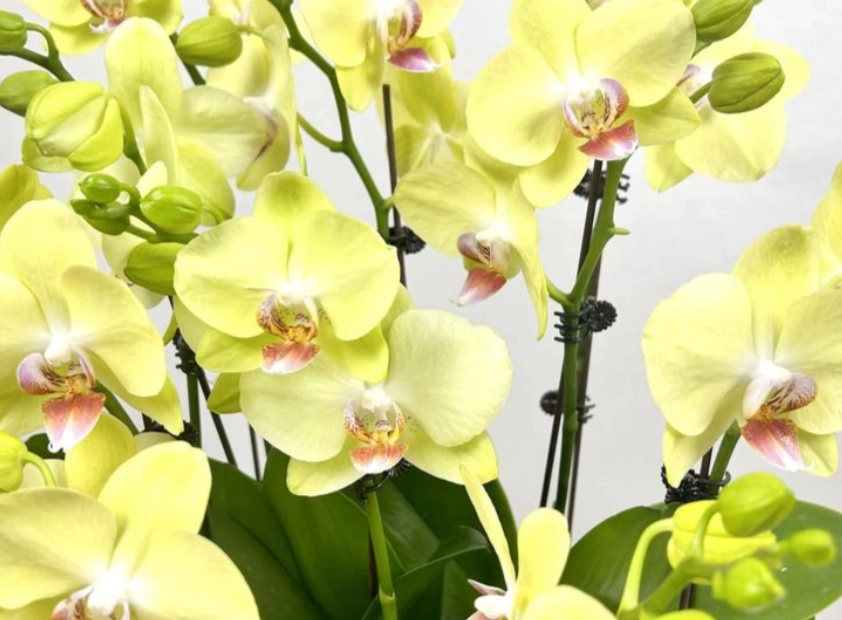 蝴蝶蘭澆水頻率