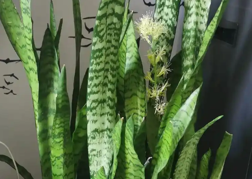 虎尾蘭開花後處理