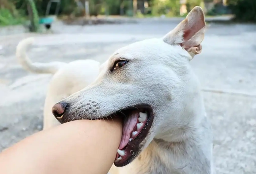 狗咬腳夢境解析