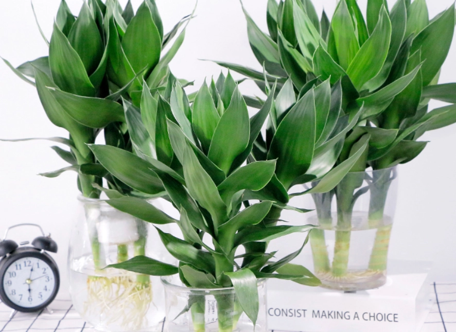 富貴竹養護技巧