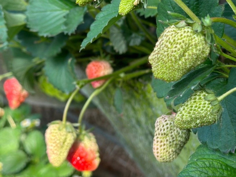 採草莓費用