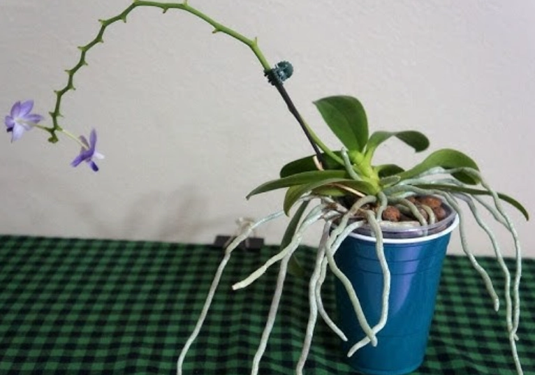 蘭花氣根外露預防