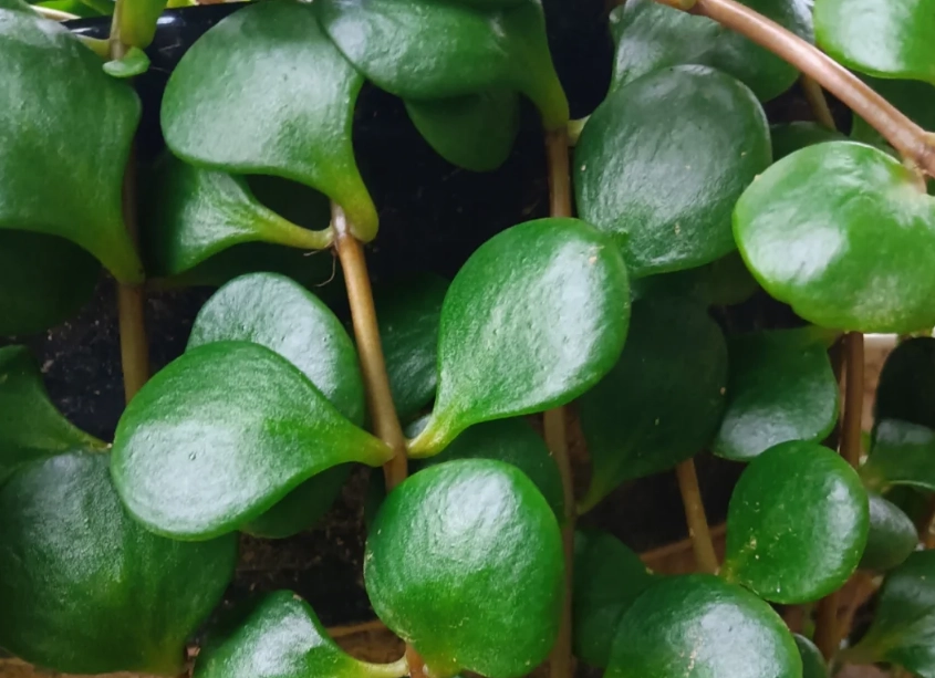 圓葉景天繁殖