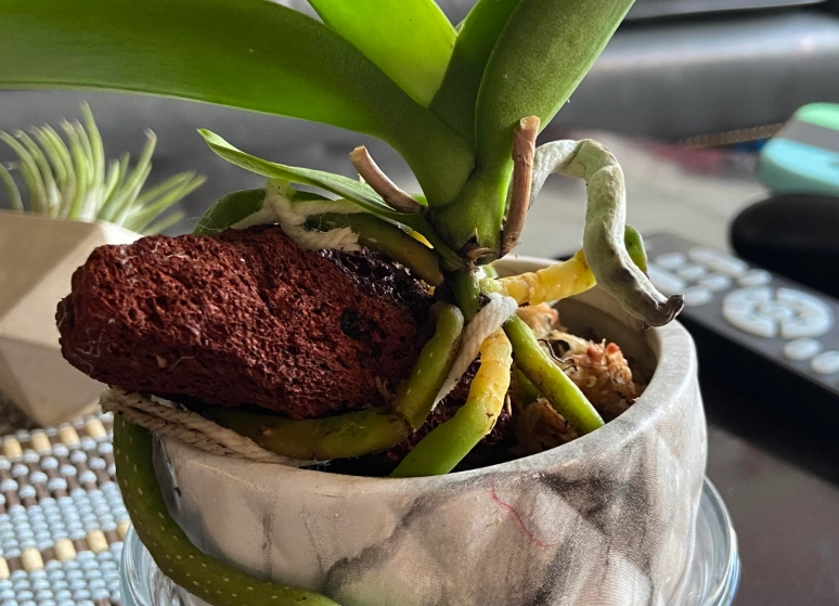 蝴蝶蘭修剪方法