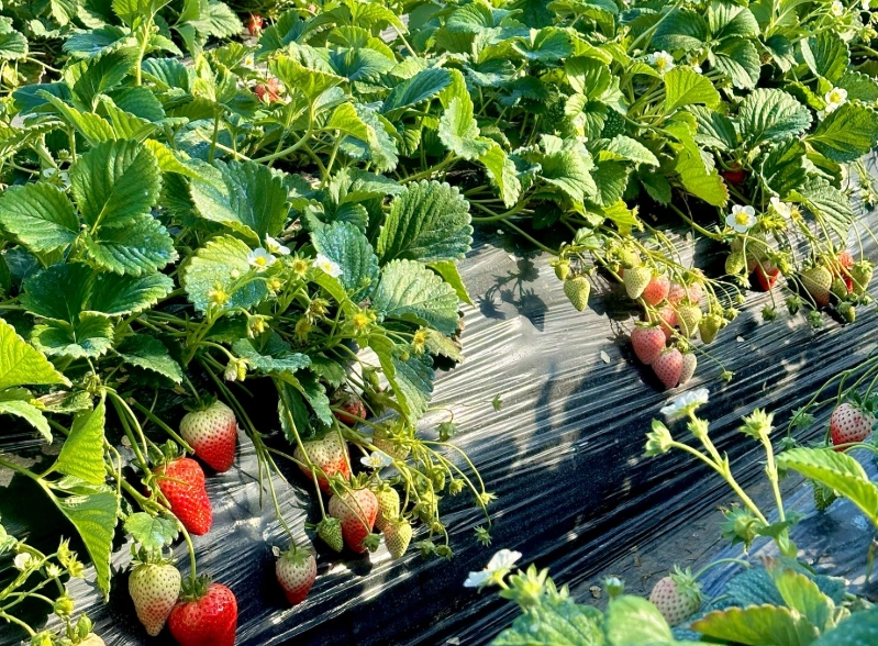 苗栗草莓園收費