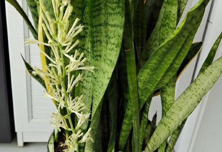 虎尾蘭養護技巧