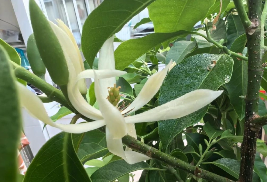 貓 植物中毒 貓 植物中毒