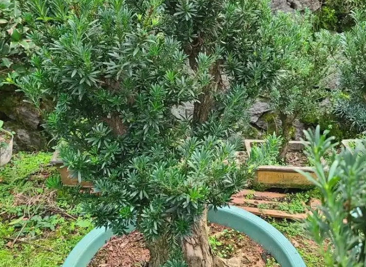 羅漢松養護技巧