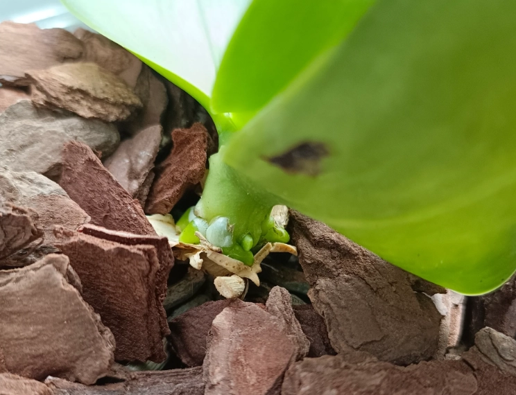 蝴蝶蘭樹皮介質