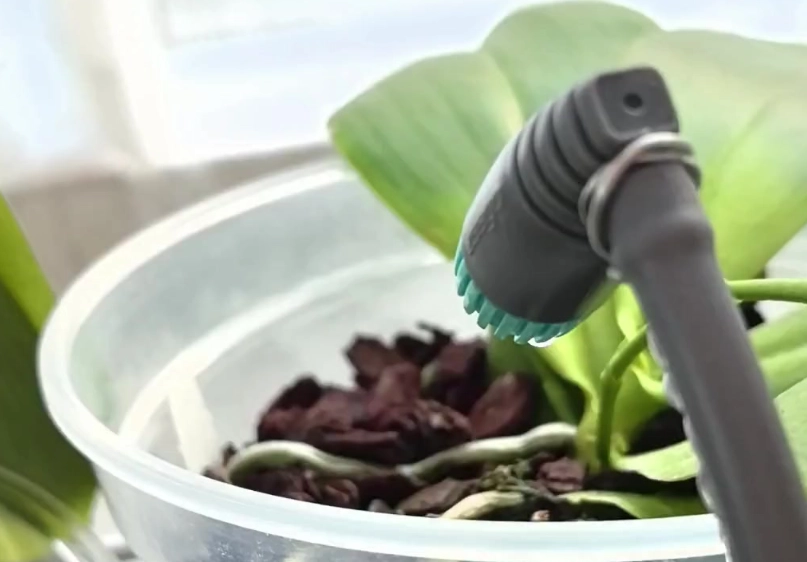 蝴蝶兰浇水方法