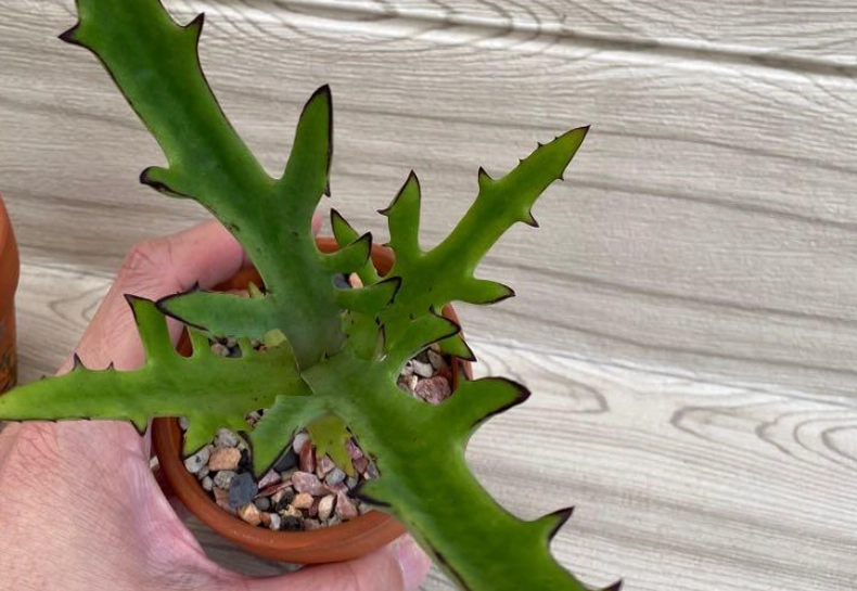 鹿角景天 多肉植物