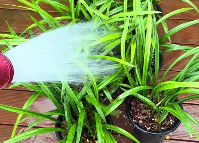 蘭花澆水過多處理