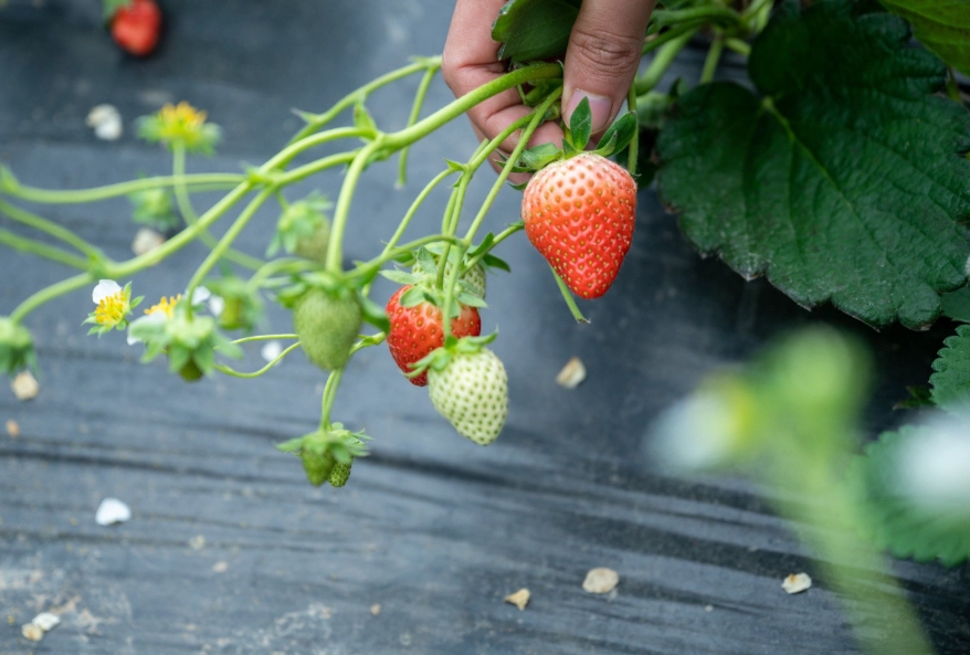 草莓季活動