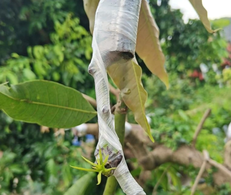 芒果嫁接技巧