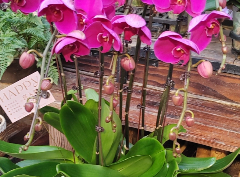 蝴蝶蘭養護技巧