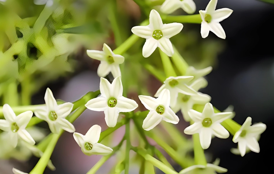 夜來香對貓的影響