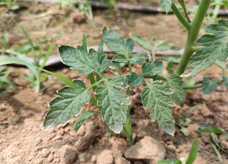 番茄疏葉時機