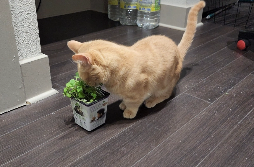 無毒室內植物 無毒室內植物