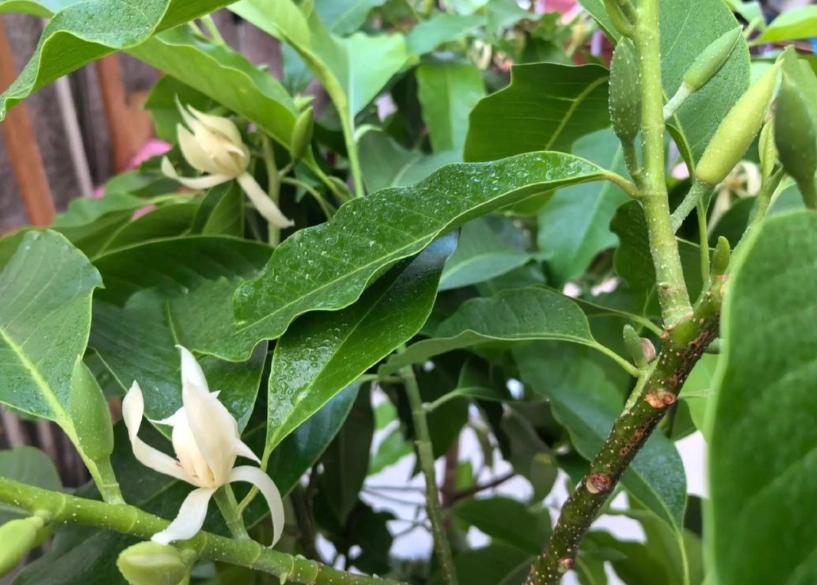 白蘭花 貓 有毒 白蘭花 貓 有毒