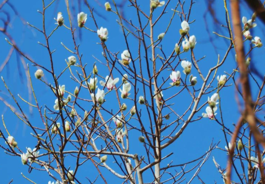玉蘭花 澆水 方法