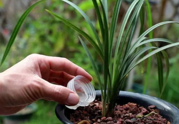 蘭花澆水過多症狀