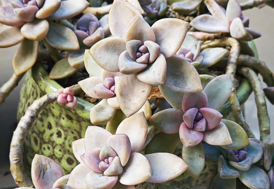 多肉植物象徵意義