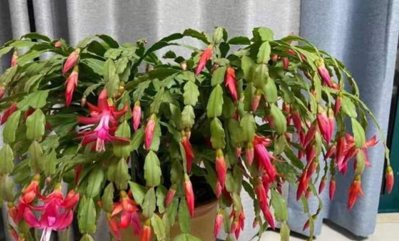 蘭花謝了處理方法