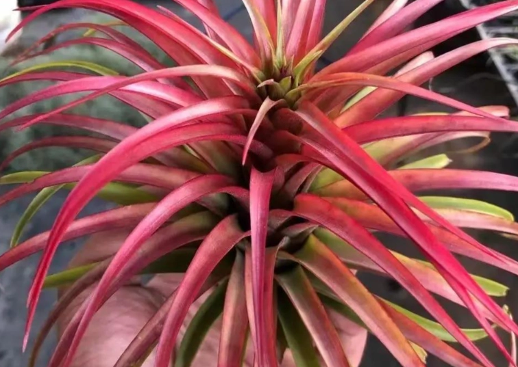 空氣鳳梨生長技巧