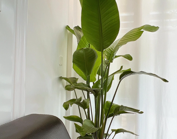 天堂鳥日照需求