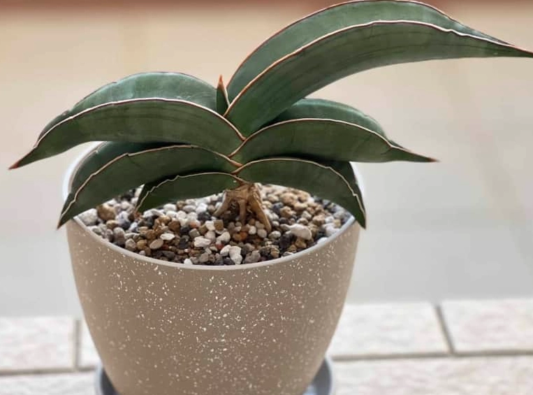 赤玉土種植虎尾蘭