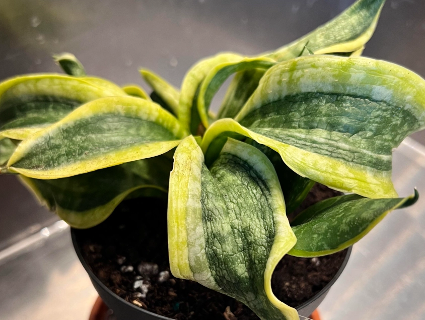 虎尾蘭葉子皺皺原因