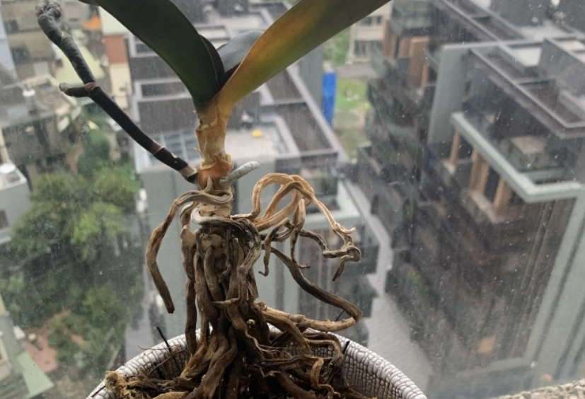 蝴蝶蘭枯萎原因