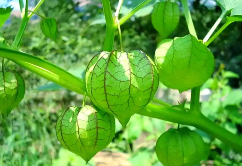 燈籠果修枝時機