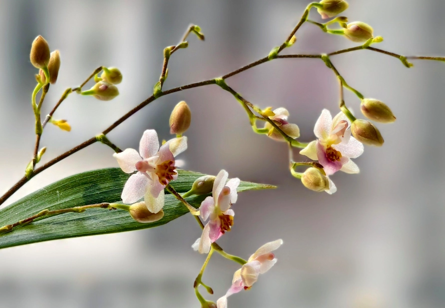 蘭花貓中毒症狀