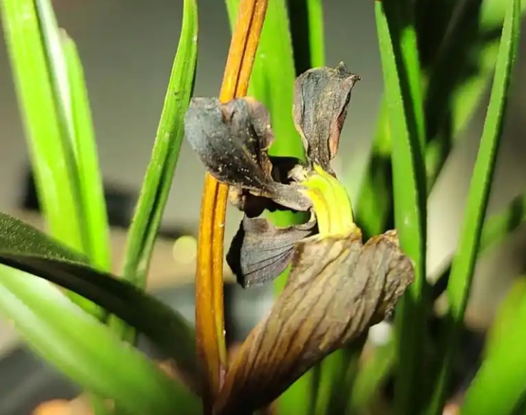 蘭花花苞處理方法