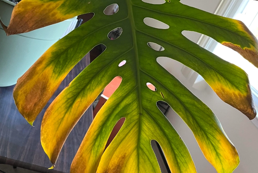 葉片變黃解決方法