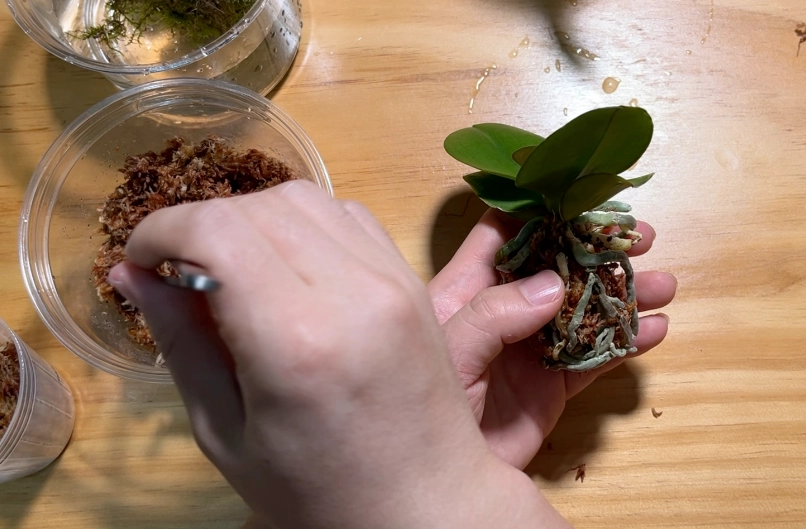 蝴蝶蘭換盆後施肥