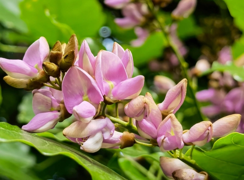 水黃皮健康益處