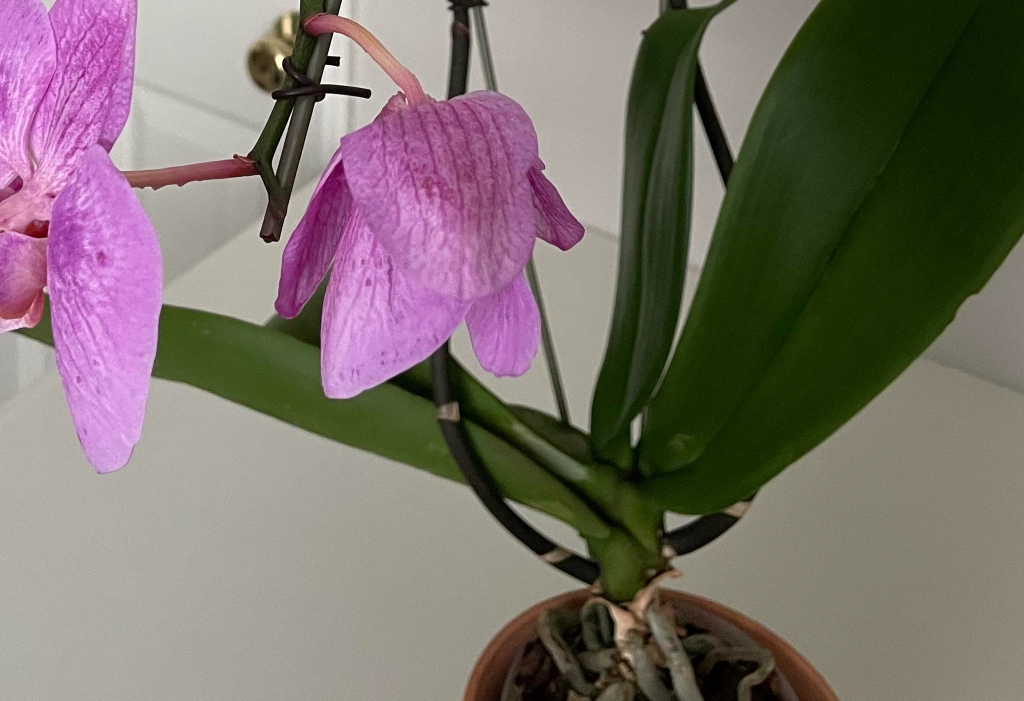 蝴蝶蘭掉花原因