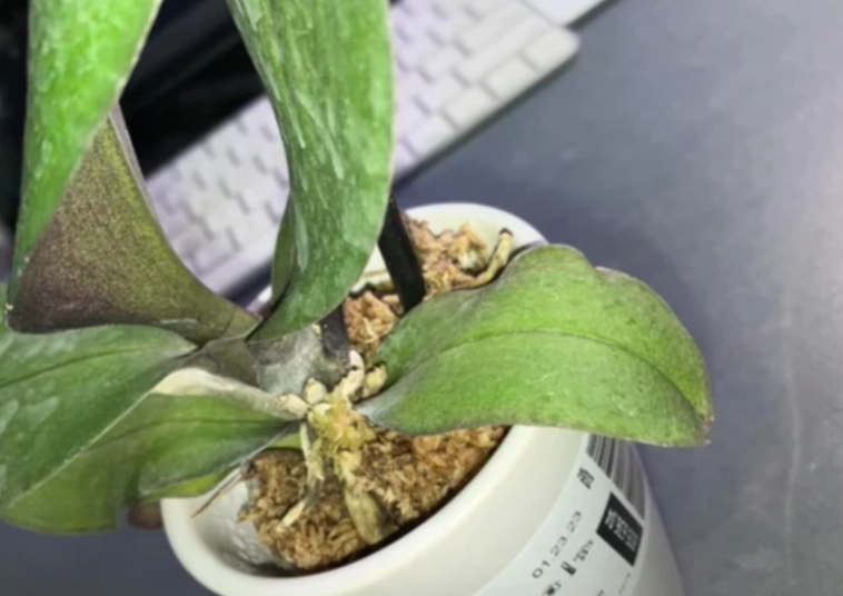 蝴蝶蘭救活方法