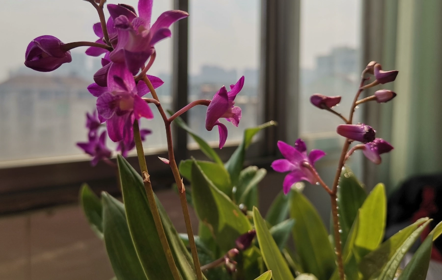 室內蘭花品種 室內蘭花品種