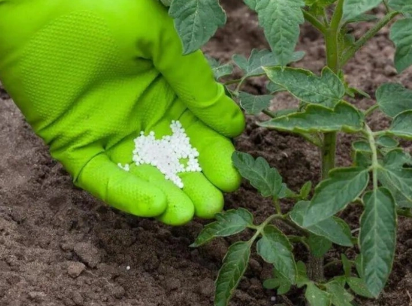 番茄施肥方法