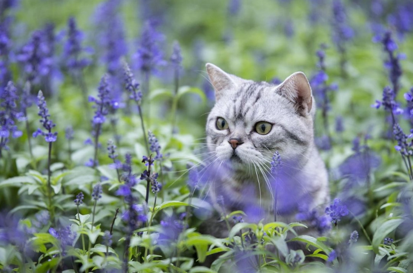 薰衣草對貓咪的影響