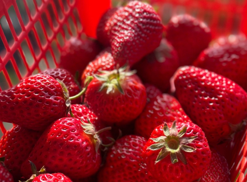 大湖草莓園價格