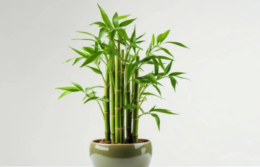 富貴竹葉子變黃